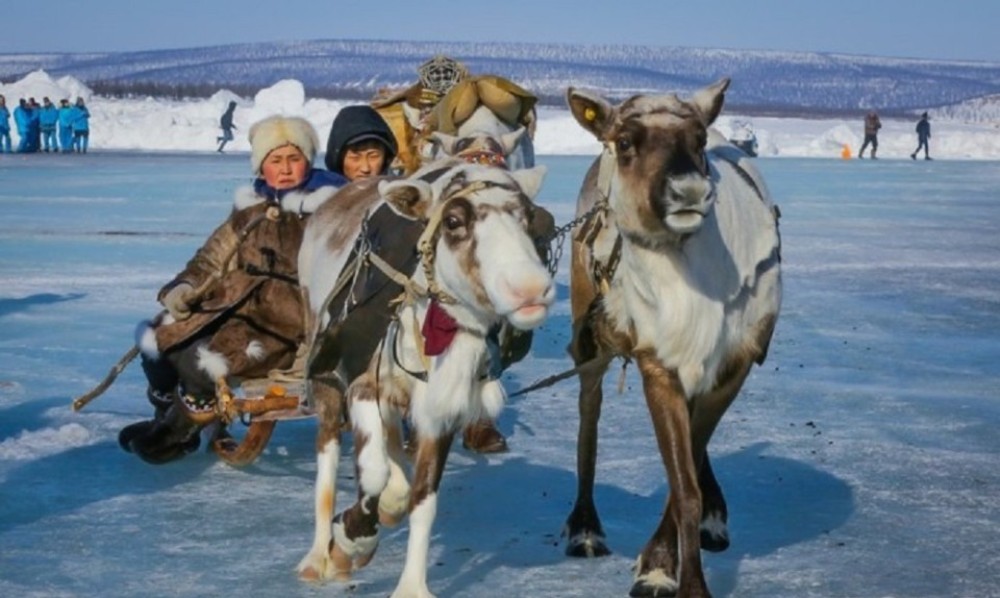 Саха гов. Оленеводы Якутии. Саха Якутия оленеводство. Оленеводство в Якутии. Якуты оленеводство.