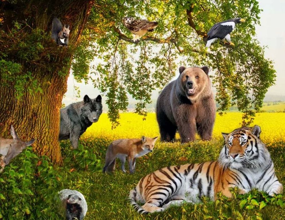 В мире животных 2024. Мир животных. Много зверей. Много животных и растений. Разнообразный мир животных.