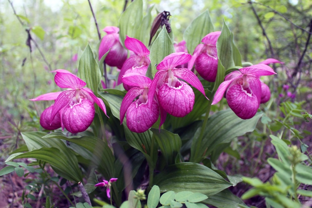 Рис. 1. флора башмачки крупноцветковые фото Мыреевой Л.П